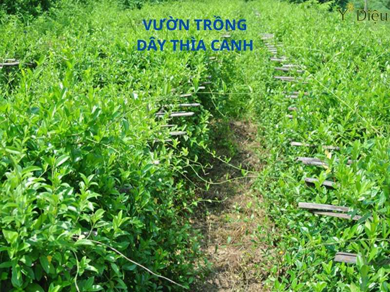 Vườn trông dây thìa canh dược liệu.
